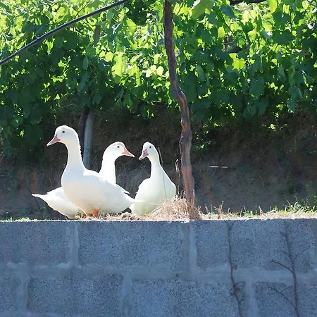 Quinta Do Alto * Celorico De Basto