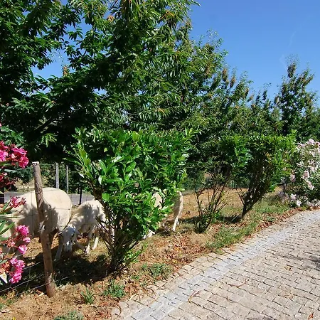 팜스테이 Quinta Do Alto 세로리코데바스토