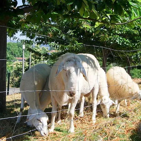 Quinta Do Alto * Celorico De Basto