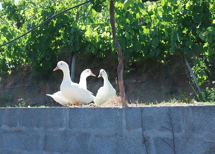 Quinta Do Alto * Celorico De Basto