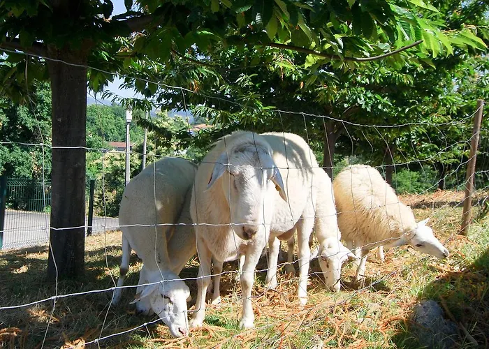 Quinta Do Alto * Celorico De Basto